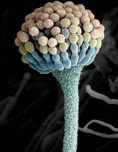 Aspergillus