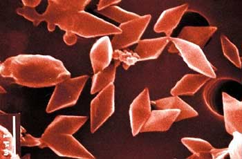 Bacillus Thuringiensis