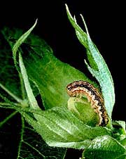 Bacillus Thuringiensis cultured to eliminate pests