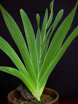 Belamcanda chinensis - The Plant