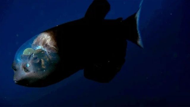 Barreleye fish.