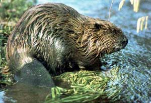 Beaver (Castor Fiber)