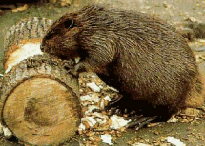 Beaver (Castor Fiber)