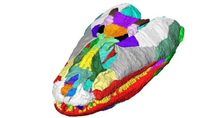 Reconstruction process of the monster's skull