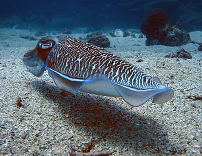 Cuttlefish swimming