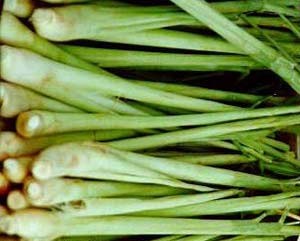 Lemongrass (Image: kalyx)