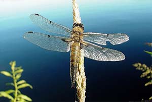 Dragonfly