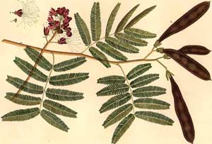 Soapberry