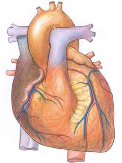 Heart (Image: aic.cuhk)