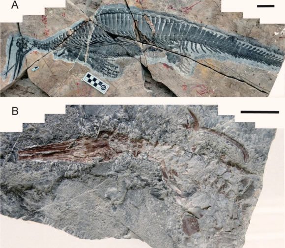 Excavated fossils of the Hupehsuchian aquatic monster
