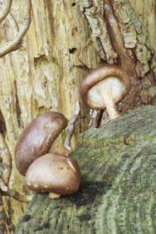 Shiitake Cultivated on Logs
