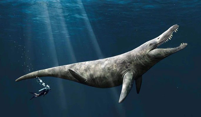 Graphic depicting the "ocean T. rex" with a diver alongside for size comparison