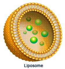 Liposome, a familiar shell structure in new generation vaccines