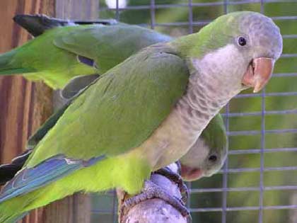 "Monk Parakeet" - Myiopsitta Monachus
