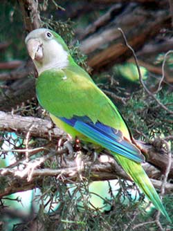 "Monk Parakeet" - Myiopsitta monachus