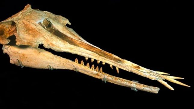 Fossil skull of Nihohae matakoi
