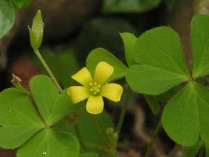 Ground Sour Tamarind with Yellow Flowers - Oxalis corniculata