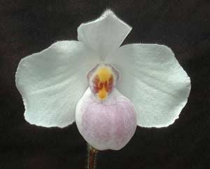 Paphiopedilum