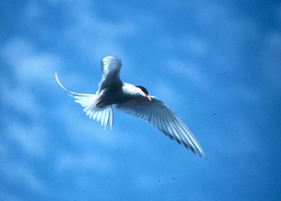 A type of Paradise bird in Alaska