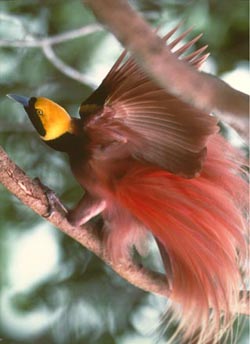 Paradise bird