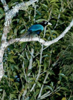 Blue Paradise bird