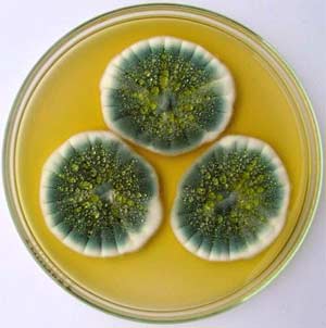 Penicillium chrysogenum