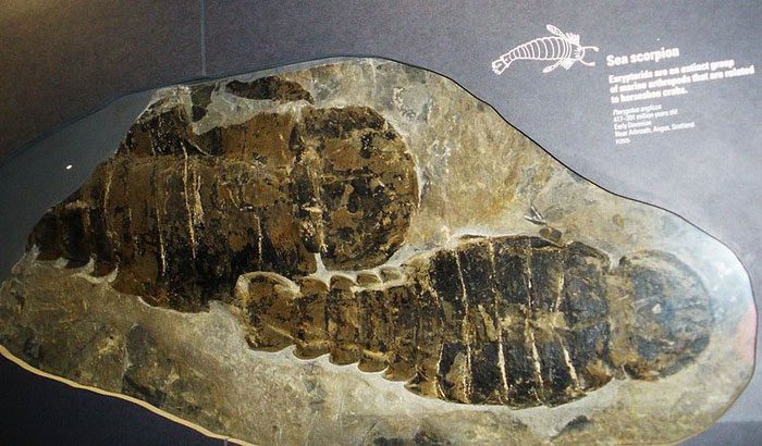 This ancient creature has poor eyesight