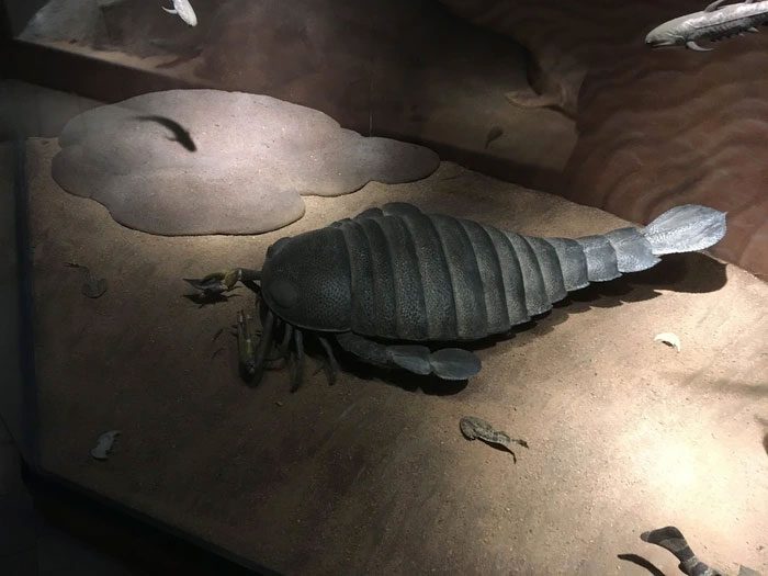 This species of sea scorpion is officially named Pterygotus australis