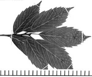 The leaves of Quercus glauca change color, heavy rain is sure to follow
