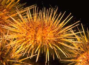 Sea Urchin