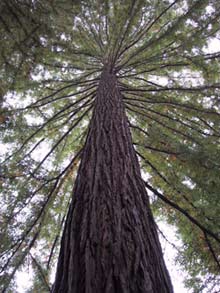 Sequoia sempervirens