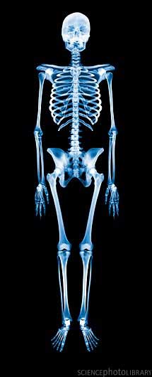 Skeleton