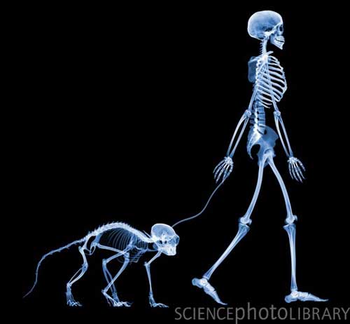 Skeleton7