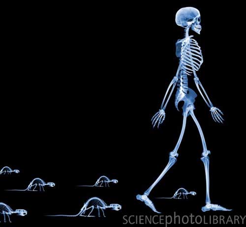 Skeleton8
