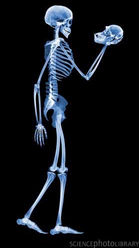 Skeleton9