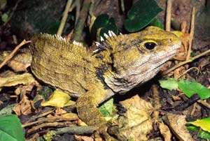 Tuatara - Sphenodon punctatus