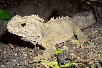 Tuatara - Sphenodon punctatus