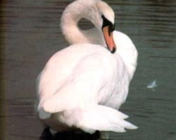 Swan