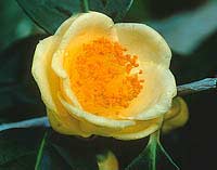Golden Flower Tea
