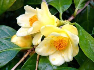 Golden Flower Tea