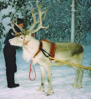Reindeer