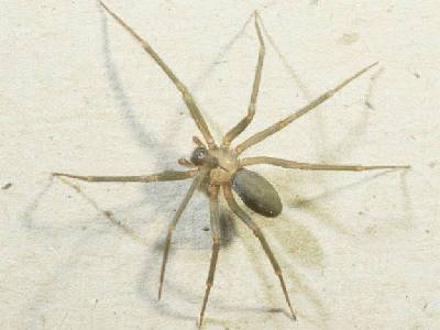 Ultrasius Spider