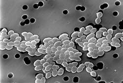Vancomycin Resistant Enterococci - VRE