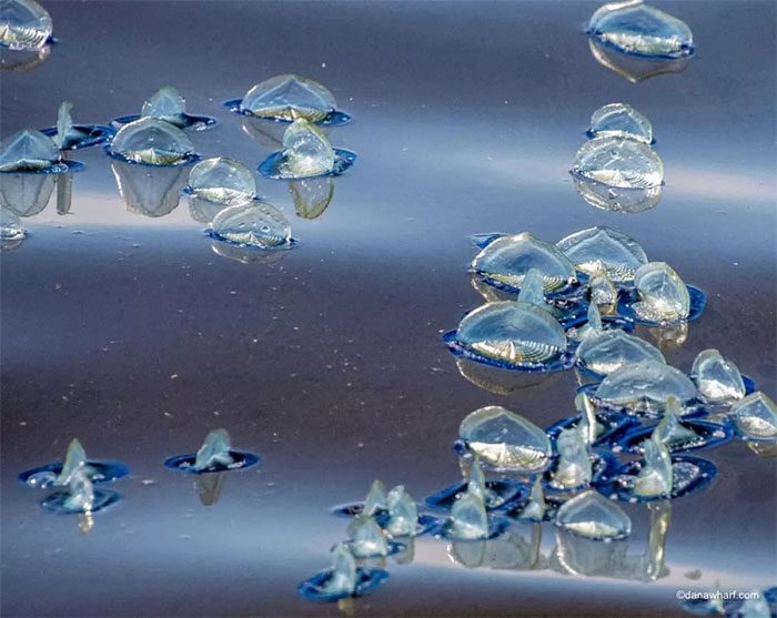Thousands of creatures known as "by-the-wind sailors" have washed up on the Southern California coast.