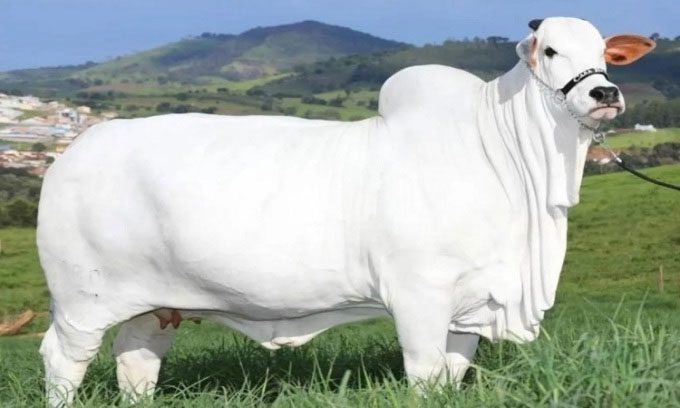 Viatina-19 FIV Mara Imóveis sets record value