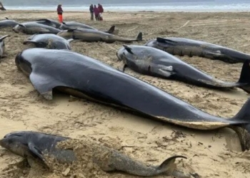 a batch of fish with pepper dies in droves on the beach in scotland 128705