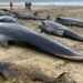 a batch of fish with pepper dies in droves on the beach in scotland 128705