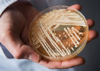 a type of mushroom causing deaths spreading worldwide 126990