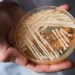 a type of mushroom causing deaths spreading worldwide 126990