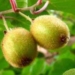actinidiaceae kiwi super fruit 5794